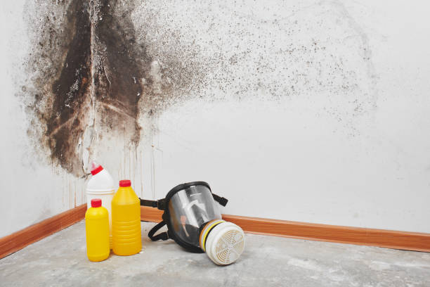 Professional Mold Removal in Brooklyn, OH
