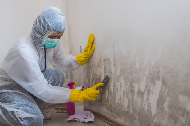Best Affordable Mold Removal  in Brooklyn, OH