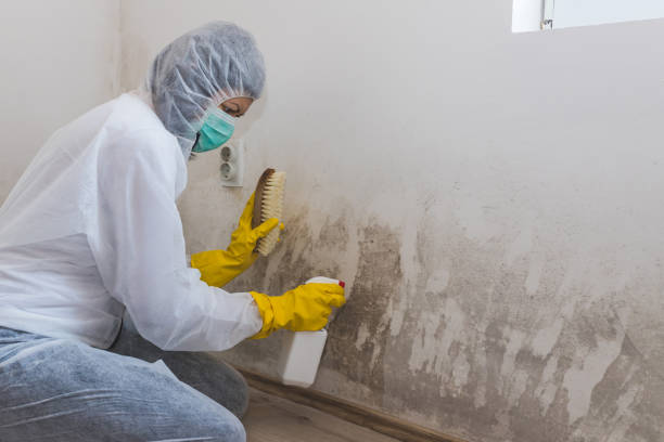 Best Affordable Mold Removal  in Brooklyn, OH