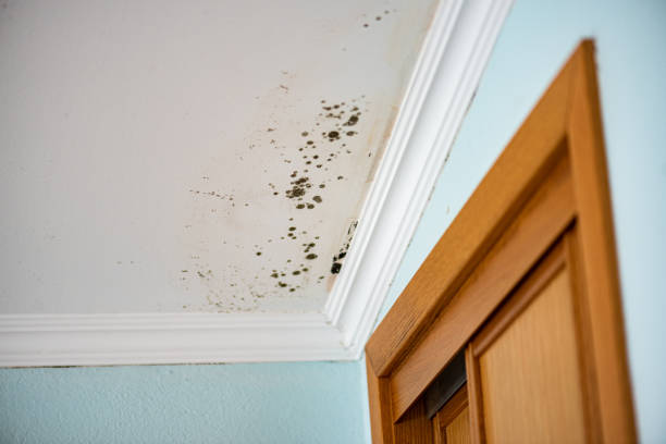Best Local Mold Removal Service  in Brooklyn, OH